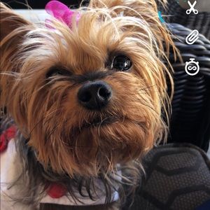 Meet your Posher, Anna